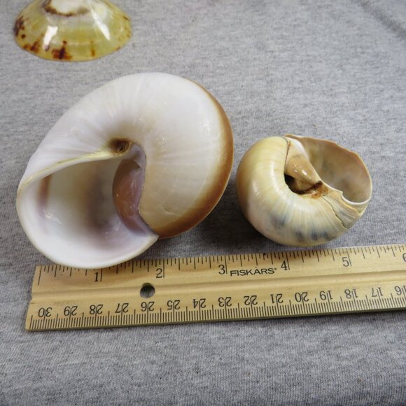 Collection of REAL Sea Shells in plastic star fish dish (over 1 pound) - Picture 10 of 12